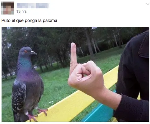 Galería: Este es el origen de las "palomas locas" de facebook y algunos