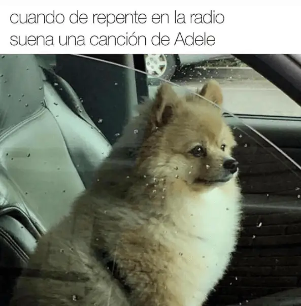 Galería: 13 Memes de perros que te sacarán una sonrisa | Notinerd