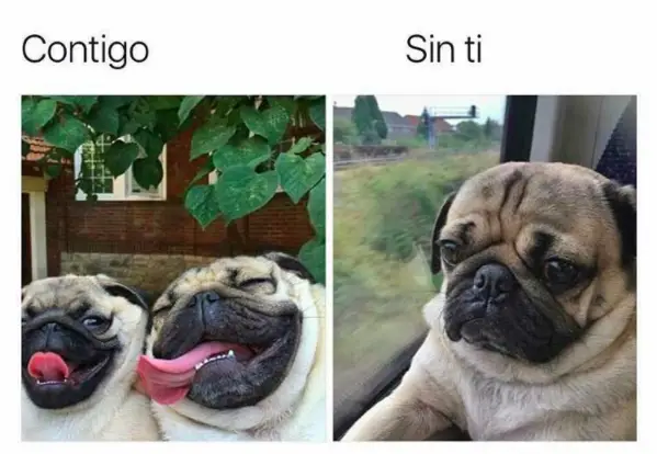 Galería: 13 Memes de perros que te sacarán una sonrisa | Notinerd