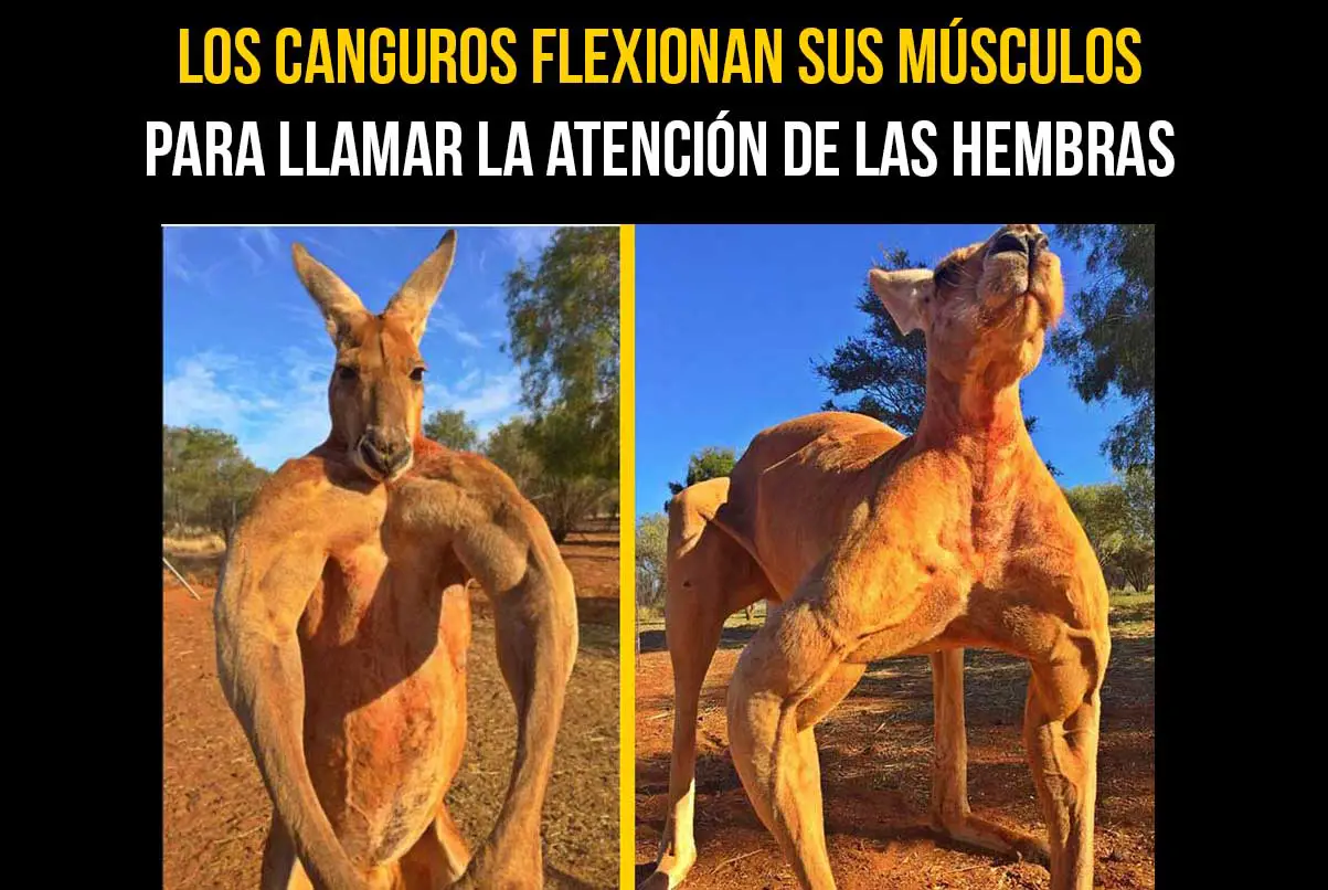 18 Curiosidades interesantes que no sabías del Reino