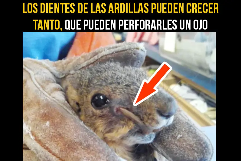 13 Animales Que Tienen Que Soportar Cosas Muy Tristes En Su Vida Notinerd