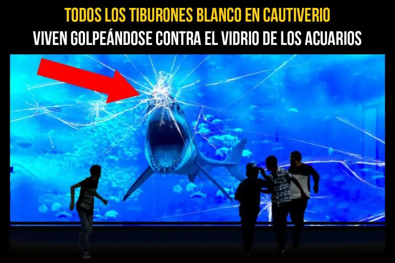 7 Razones por las que los acuarios no tienen al TIBURÓN BLANCO