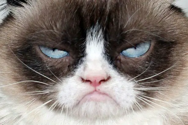 9 Cosas interesantes que pasaron en la vida del difunto “Grumpy Cat”