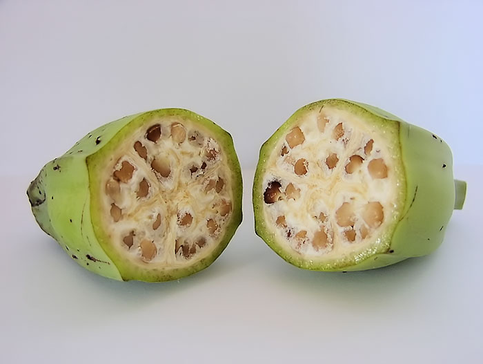 8 Frutas que lucían muy diferentes antes de que los humanos las “Domesticaran”