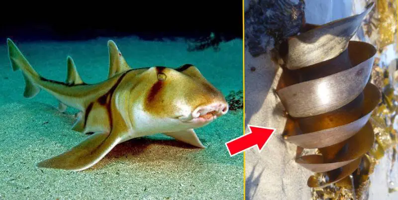 14 Animales que ponen huevos muy EXTRAÑOS Notinerd