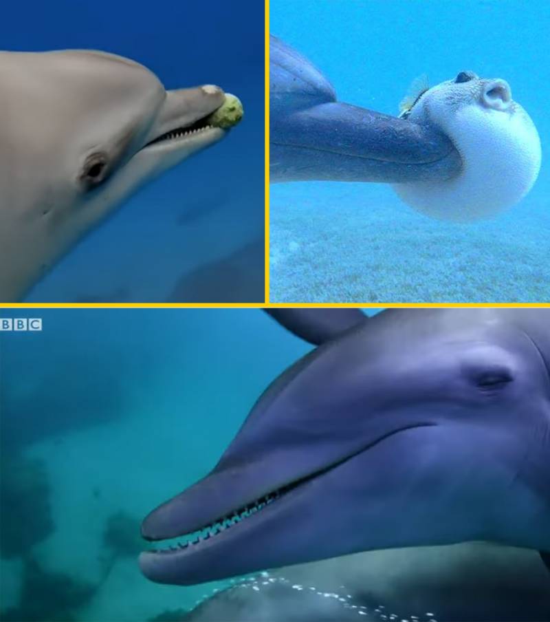 10 Razones por las que los delfines son los “Delincuentes” del mundo animal