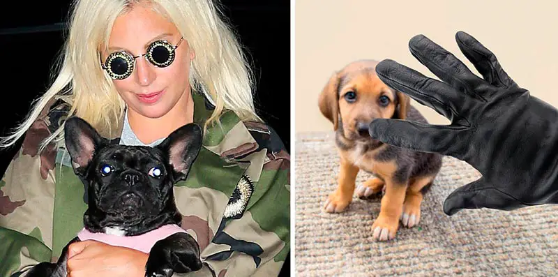 Lady Gaga es demandada por NO PAGAR la recompensa de sus perros secuestrados: 8 Curiosidades