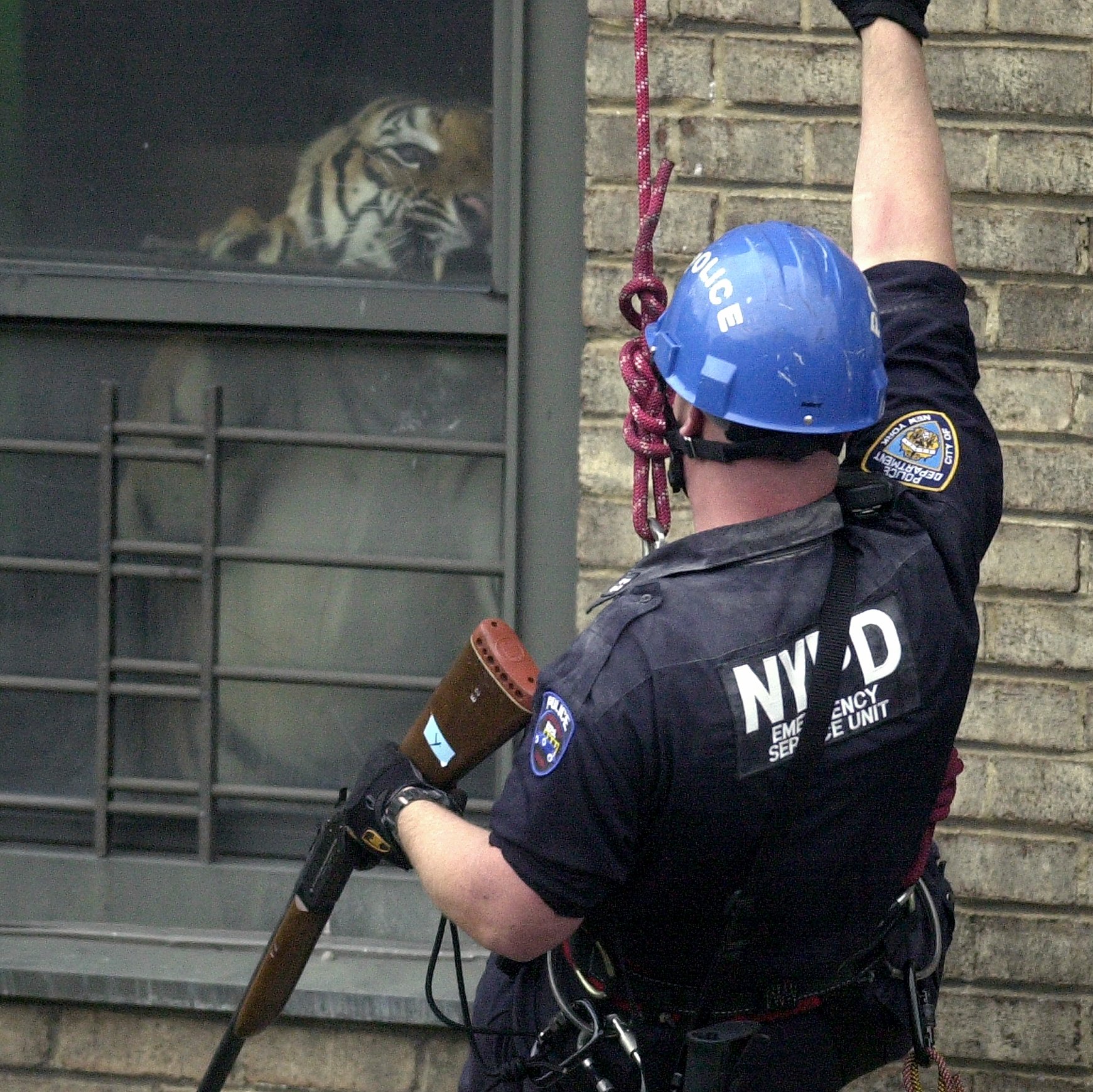 7 Detalles del “Rescate Imposible” de un Tigre en un apartamento de Nueva York