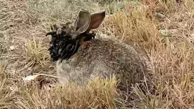 1. Los conejos infectados presentan crecimientos faciales