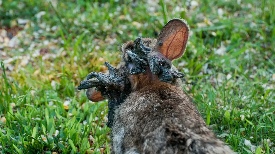 3. Es causado por el virus del papiloma cottontail