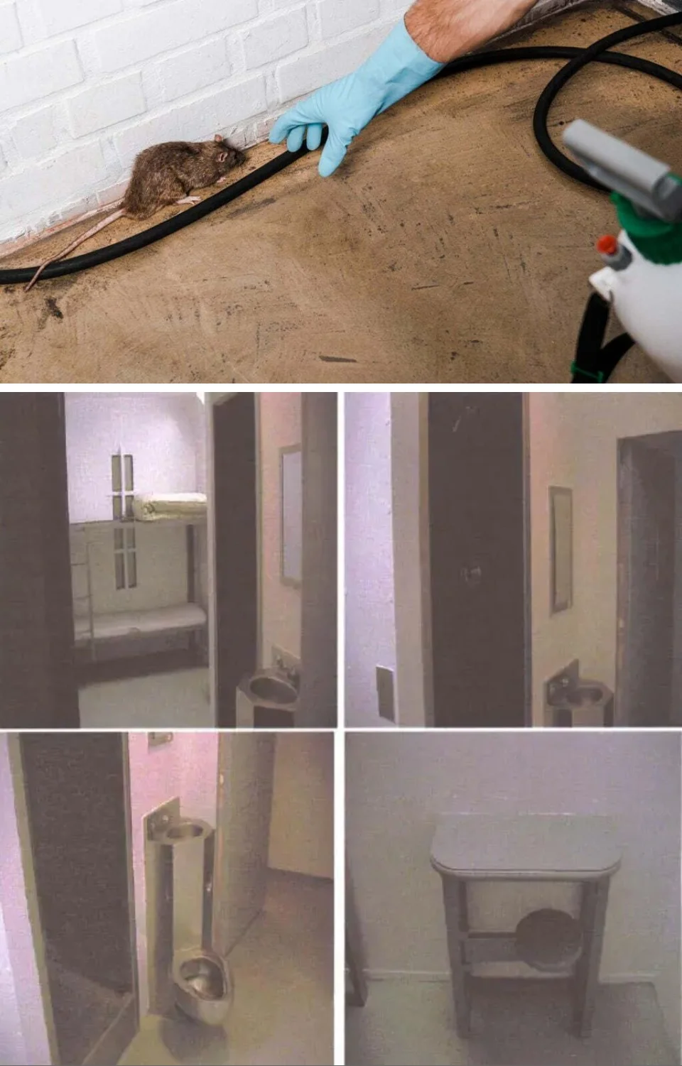 3. La cárcel tiene un problema de ratas